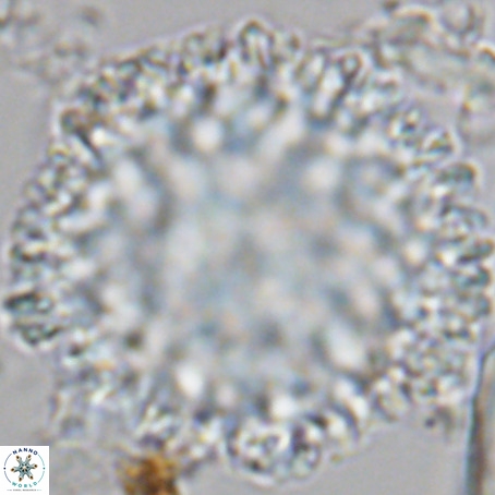 Fuettererella flora VR 09141
