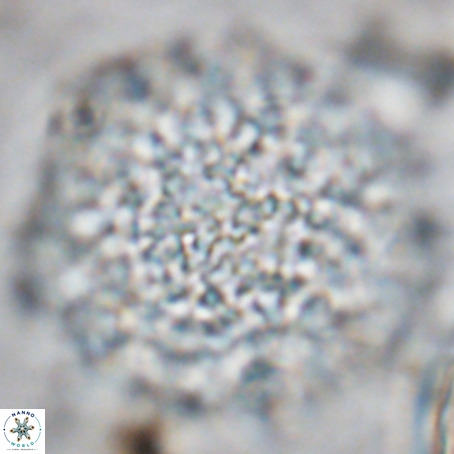 Fuettererella flora VR 09142