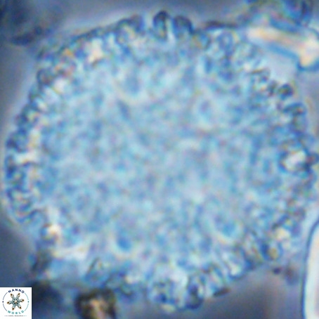 Fuettererella flora VR 09143