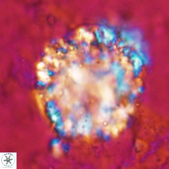Fuettererella flora 19604