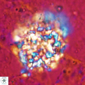Fuettererella flora 19605