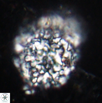Fuettererella flora 19606