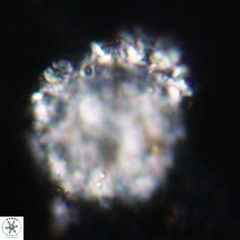 Fuettererella flora 19607