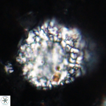Fuettererella flora 19608