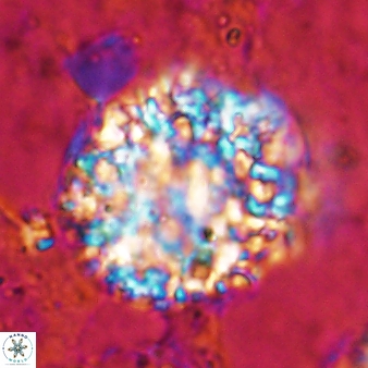 Fuettererella flora 19609