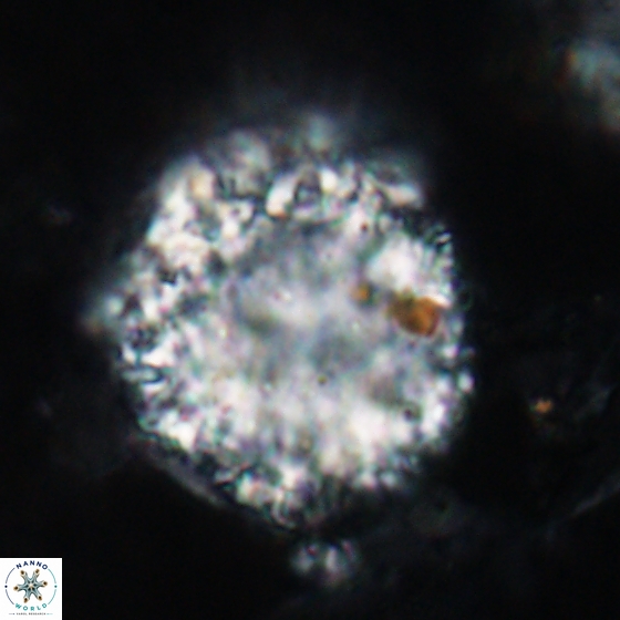 Fuettererella flora 19618