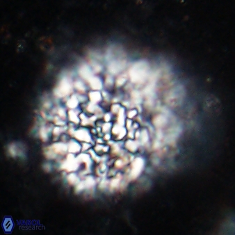 Fuettererella flora 19611