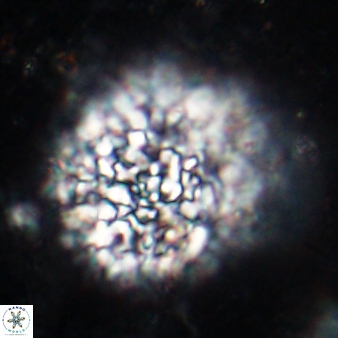 Fuettererella flora 19611