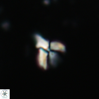 Furcatolithus avis 145