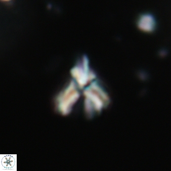 Furcatolithus avis 148