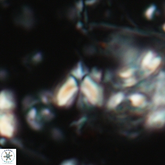 Furcatolithus avis 166