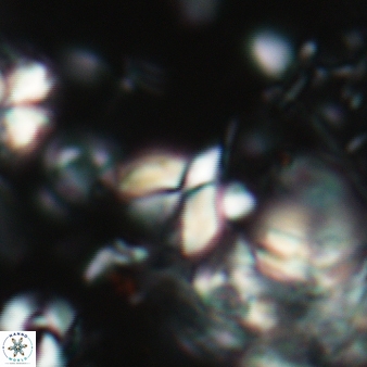 Furcatolithus avis 163