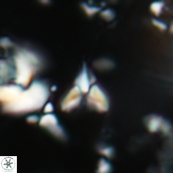 Furcatolithus avis 174