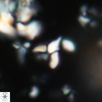 Furcatolithus avis 171