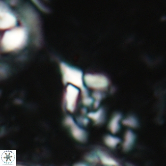 Furcatolithus avis 194