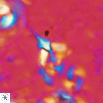Furcatolithus avis 195