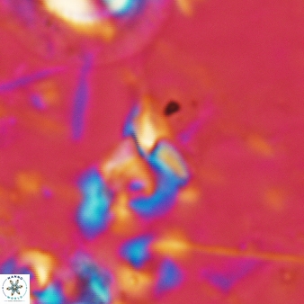 Furcatolithus avis 196