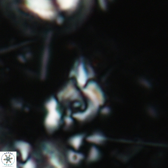 Furcatolithus avis 197