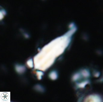 Furcatolithus akropodus 1945