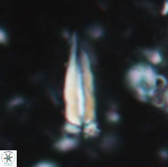 Furcatolithus akropodus 1948