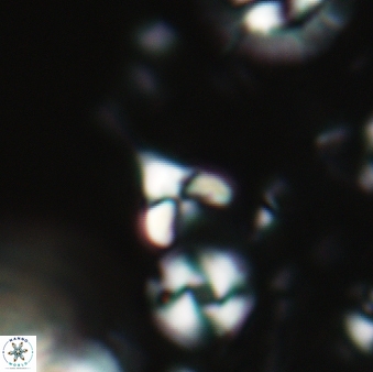 Furcatolithus ascella 155