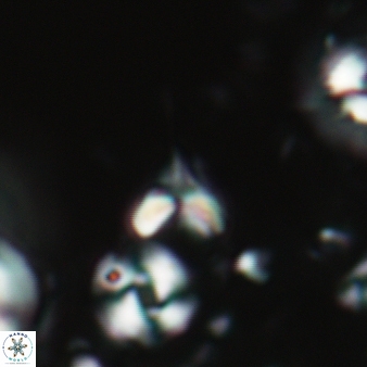 Furcatolithus ascella 158