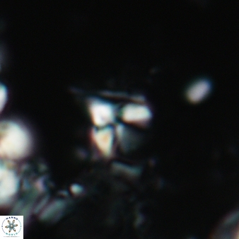 Furcatolithus ascella 198