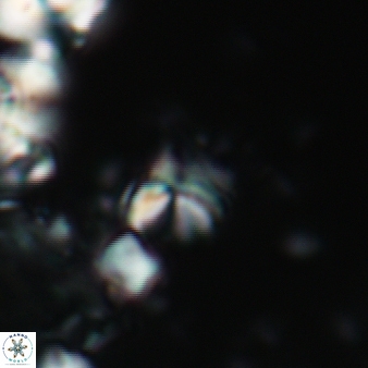 Furcatolithus ascella 201