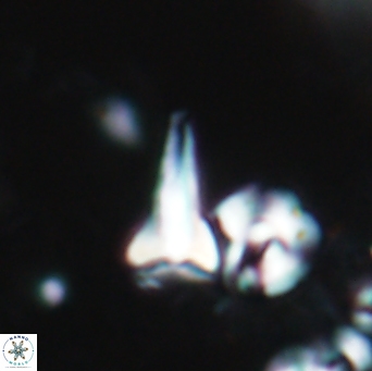 Furcatolithus celsus 1952
