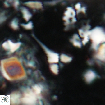Furcatolithus ciperoensis 167