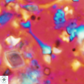 Furcatolithus ciperoensis 168
