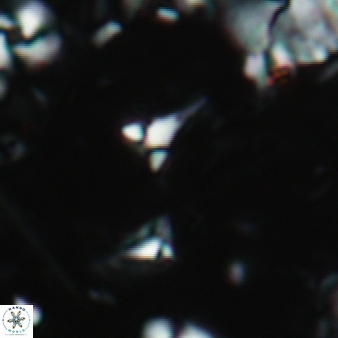 Furcatolithus ciperoensis 137