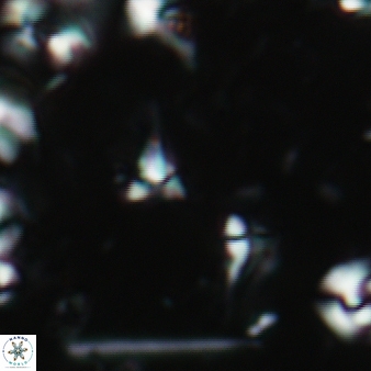 Furcatolithus ciperoensis 139