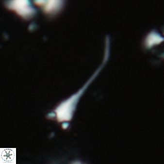 Furcatolithus distentus 126