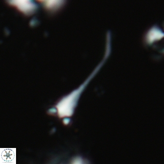 Furcatolithus distentus 127