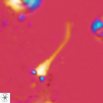 Furcatolithus distentus 128
