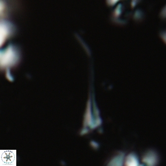Furcatolithus distentus 129