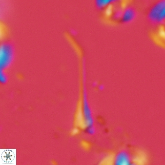 Furcatolithus distentus 130