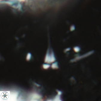 Furcatolithus distentus 154