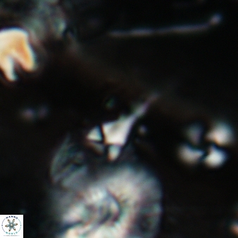 Furcatolithus distentus 179