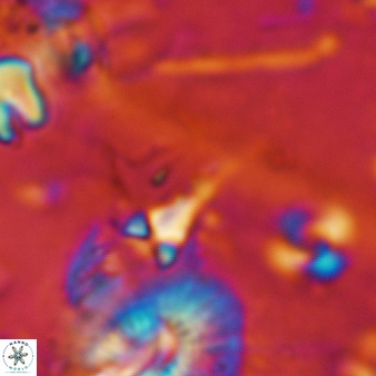 Furcatolithus distentus 180