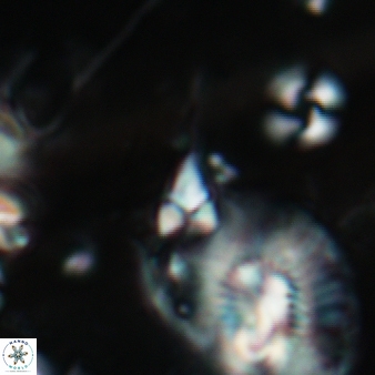 Furcatolithus distentus 182