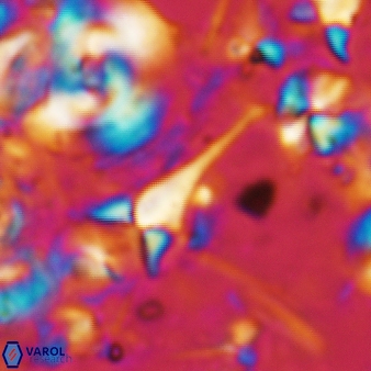 Furcatolithus humerus 202