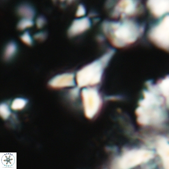 Furcatolithus humerus 215