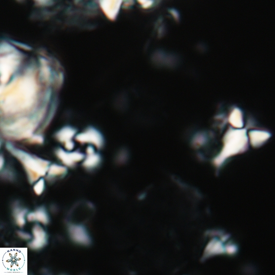 Furcatolithus peartiae 159