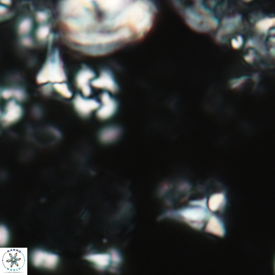 Furcatolithus peartiae 162