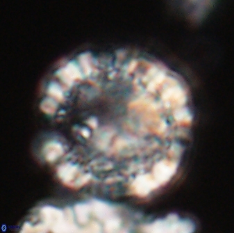Futyania attawellii 22867