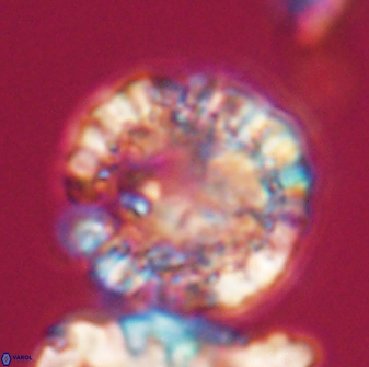 Futyania attawellii 22868