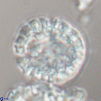 Futyania attawellii 22869