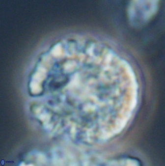 Futyania attawellii 22870